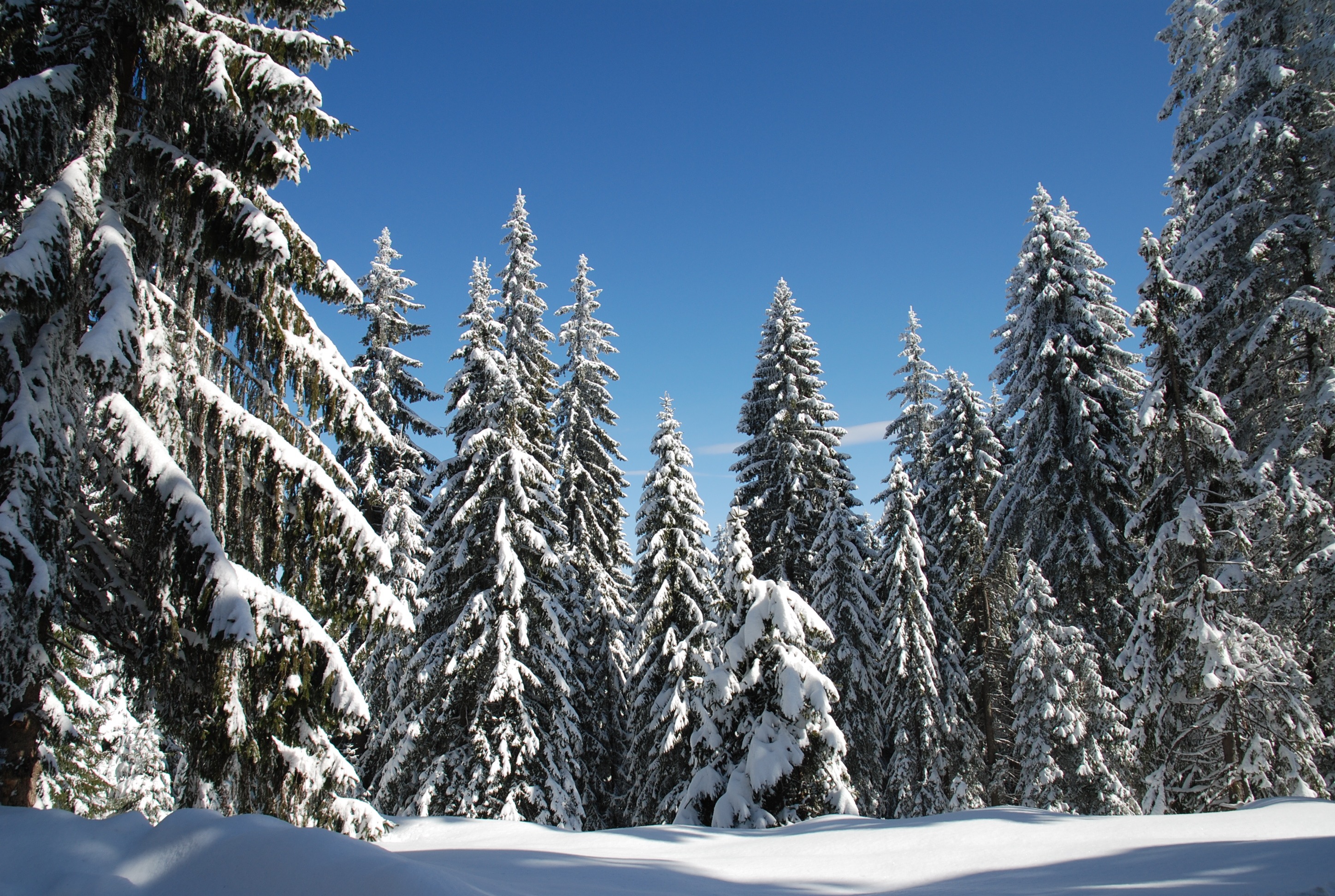 Pamporovo Holidays