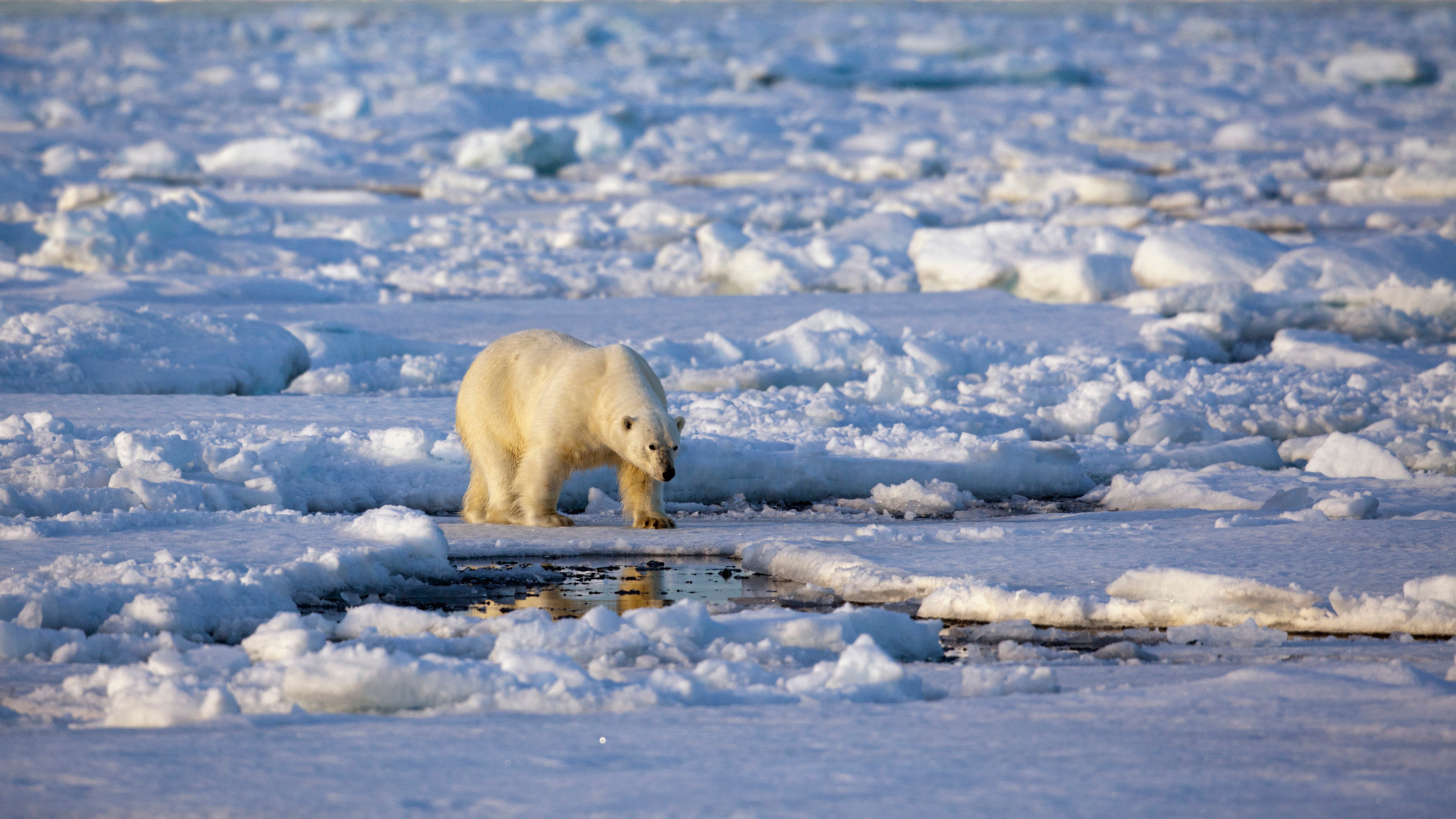 Svalbard in Summer