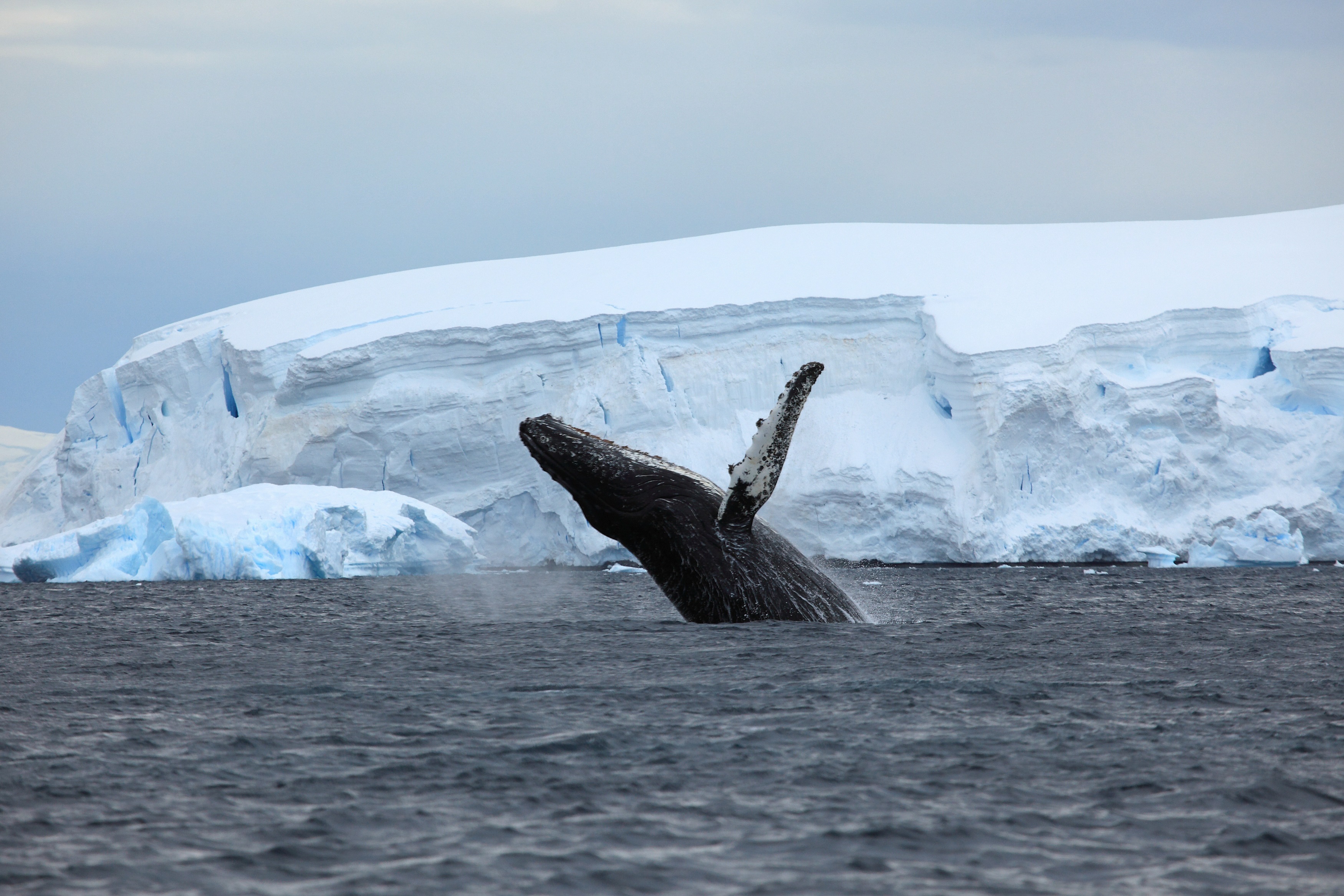 Antarctic Explorer
