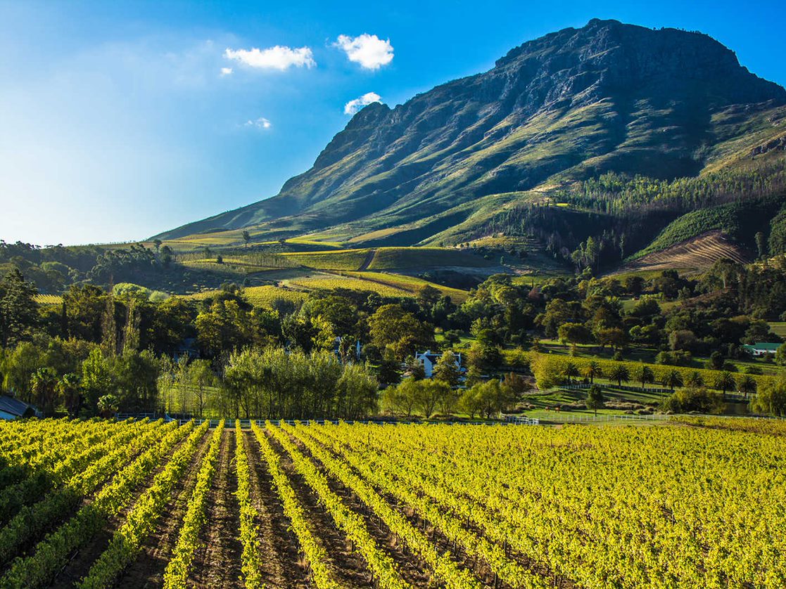 Cabernet & Capers in South Africa 