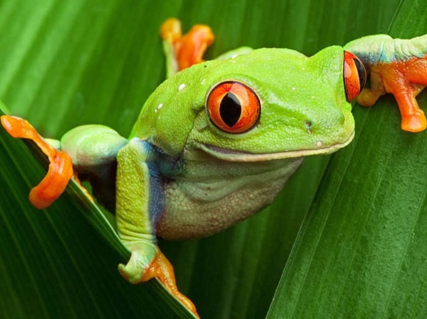 Costa Rica Wildlife Tour