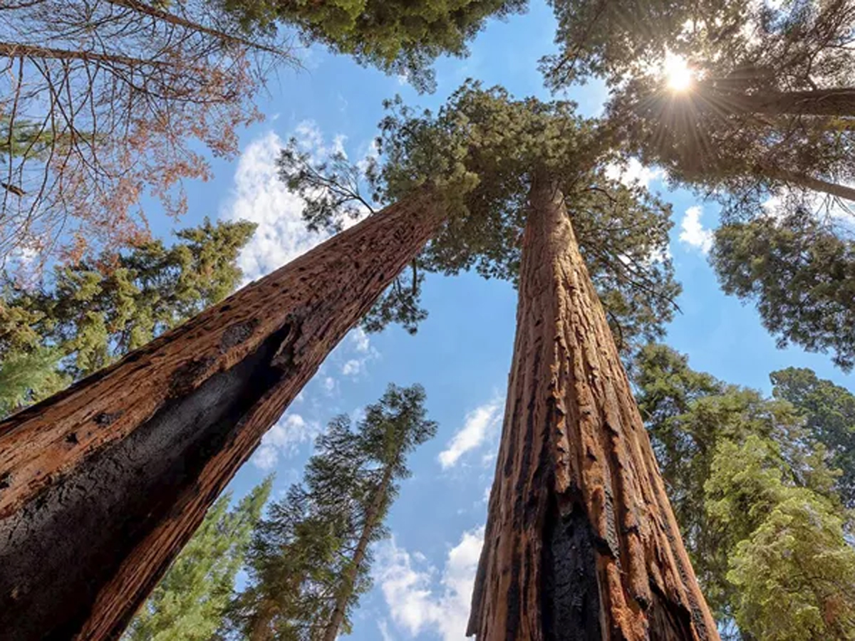 California's Great National Parks
