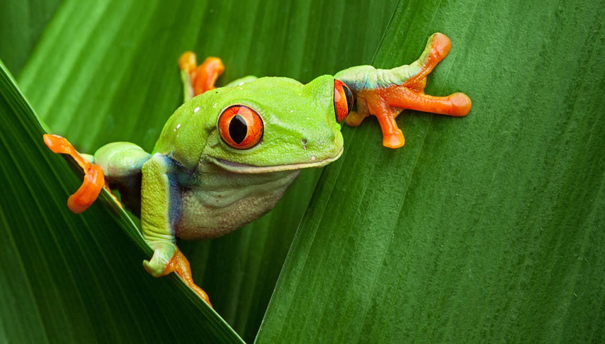 Costa Rica Wildlife Tour
