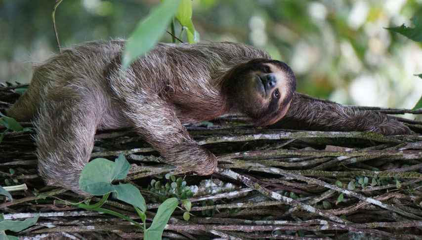 Costa Rica Wildlife Tour