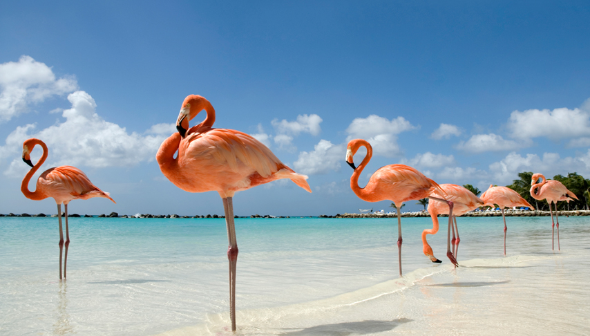 Caribbean and Ocean Cay Cruise