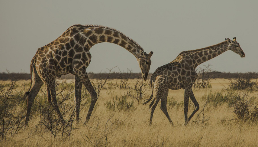 Cape and Namibia Tour