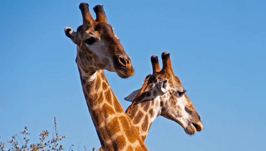 SA Family Safari with Teenagers 