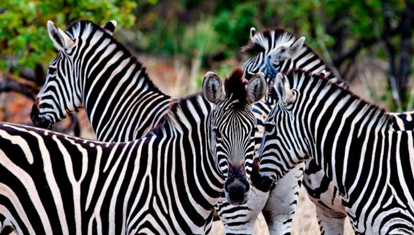 Family Safari with Teenagers