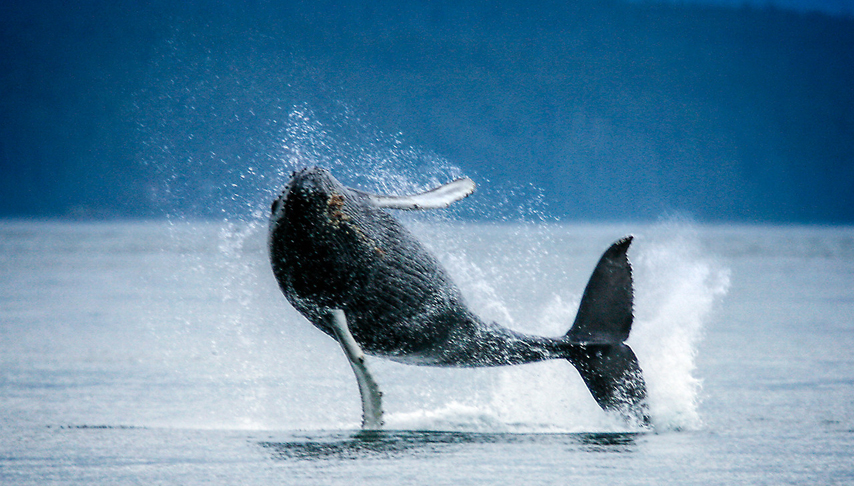 Alaska Pacific Coast Cruise