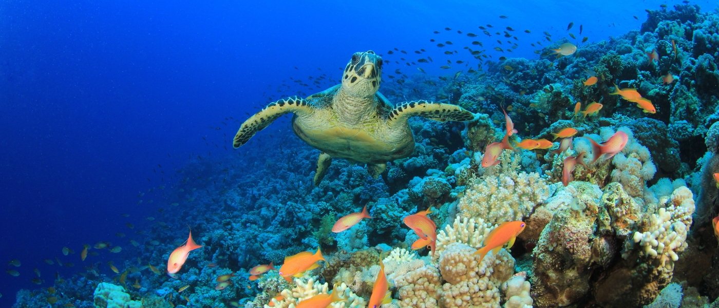 Great Barrier Reef (1)