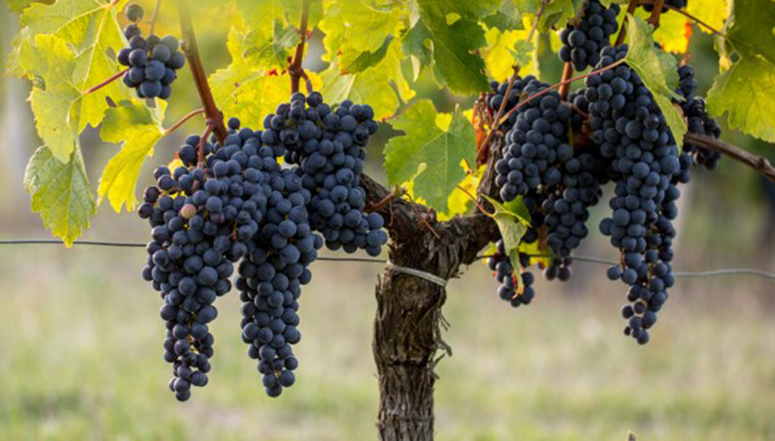 Brilliant Bordeaux