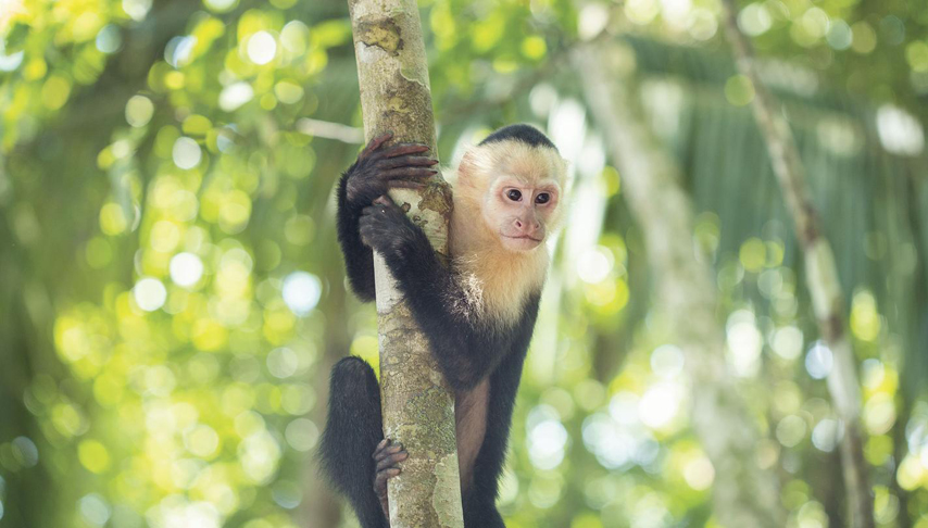 Costa Rica Active Adventure