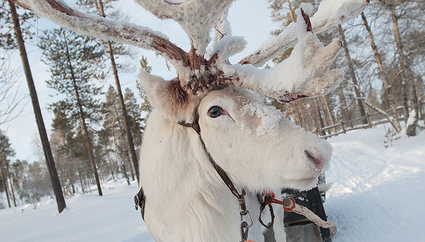 Lapland Rovaniemi 2 Night Trip