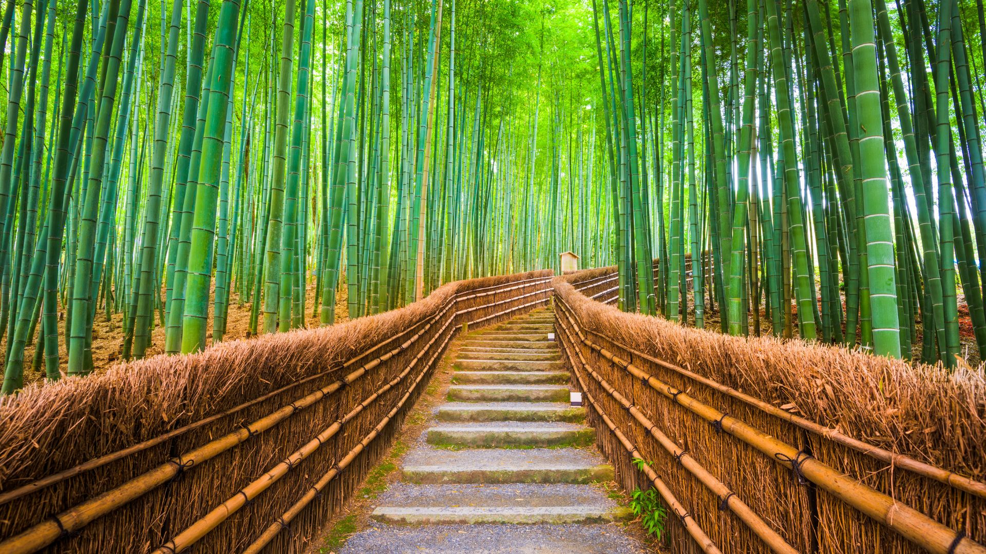 Book With Our Kyoto Experts