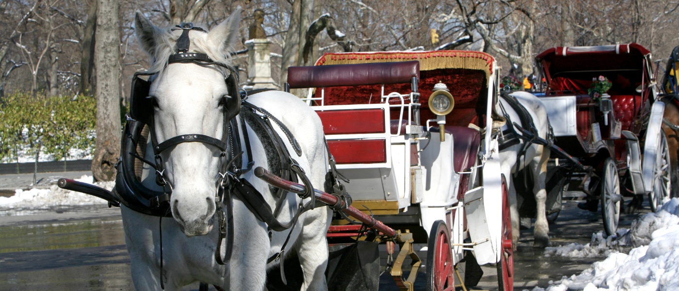 Horse Drawn Carriages Central Park Christmas NYC (1)